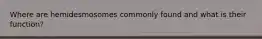Where are hemidesmosomes commonly found and what is their function?