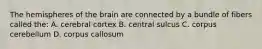 The hemispheres of the brain are connected by a bundle of fibers called the: A. cerebral cortex B. central sulcus C. corpus cerebellum D. corpus callosum