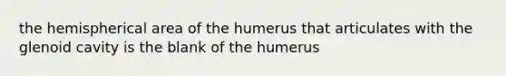 the hemispherical area of the humerus that articulates with the glenoid cavity is the blank of the humerus