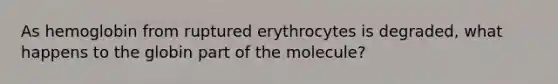 As hemoglobin from ruptured erythrocytes is degraded, what happens to the globin part of the molecule?