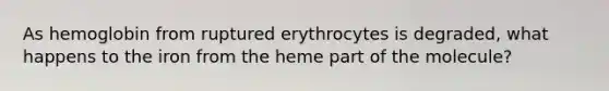 As hemoglobin from ruptured erythrocytes is degraded, what happens to the iron from the heme part of the molecule?