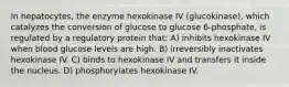 In hepatocytes, the enzyme hexokinase IV (glucokinase), which catalyzes the conversion of glucose to glucose 6-phosphate, is regulated by a regulatory protein that: A) inhibits hexokinase IV when blood glucose levels are high. B) irreversibly inactivates hexokinase IV. C) binds to hexokinase IV and transfers it inside the nucleus. D) phosphorylates hexokinase IV.