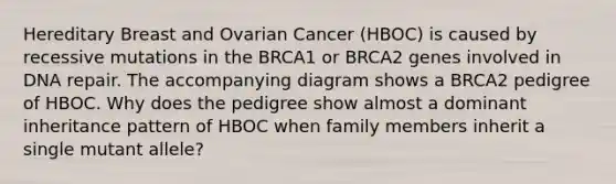 Hereditary Breast and Ovarian Cancer (HBOC) is caused by recessive mutations in the BRCA1 or BRCA2 genes involved in DNA repair. The accompanying diagram shows a BRCA2 pedigree of HBOC. Why does the pedigree show almost a dominant inheritance pattern of HBOC when family members inherit a single mutant allele?