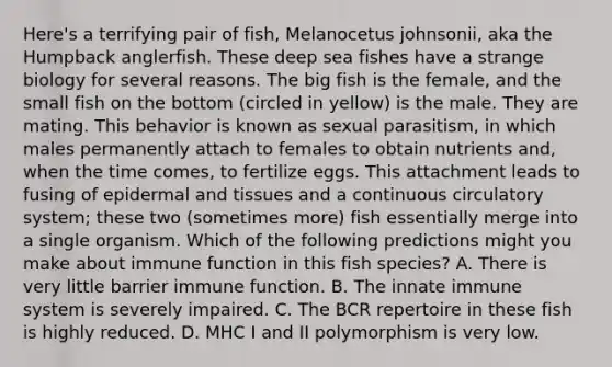 Here's a terrifying pair of fish, Melanocetus johnsonii, aka the Humpback anglerfish. These deep sea fishes have a strange biology for several reasons. The big fish is the female, and the small fish on the bottom (circled in yellow) is the male. They are mating. This behavior is known as sexual parasitism, in which males permanently attach to females to obtain nutrients and, when the time comes, to fertilize eggs. This attachment leads to fusing of epidermal and tissues and a continuous circulatory system; these two (sometimes more) fish essentially merge into a single organism. Which of the following predictions might you make about immune function in this fish species? A. There is very little barrier immune function. B. The innate immune system is severely impaired. C. The BCR repertoire in these fish is highly reduced. D. MHC I and II polymorphism is very low.