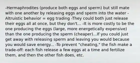 -Hermaphrodites (produce both eggs and sperm) but still mate with one another by releasing eggs and sperm into the water -Altruistic behavior = egg trading -They could both just release their eggs all at once, but they don't... -It is more costly to be the one producing the eggs (large, more energetically expensive) than the one producing the sperm (cheaper)...If you could just get away with releasing sperm and leaving you would because you would save energy... -To prevent "cheating," the fish make a trade-off: each fish release a few eggs at a time and fertilize them, and then the other fish does, etc.