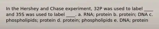 In the Hershey and Chase experiment, 32P was used to label ____ and 35S was used to label ____. a. RNA; protein b. protein; DNA c. phospholipids; protein d. protein; phospholipids e. DNA; protein