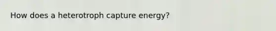 How does a heterotroph capture energy?