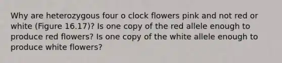 Why are heterozygous four o clock flowers pink and not red or white (Figure 16.17)? Is one copy of the red allele enough to produce red flowers? Is one copy of the white allele enough to produce white flowers?