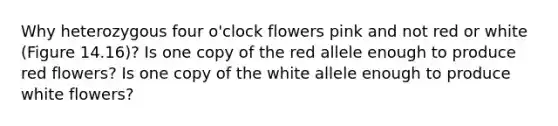 Why heterozygous four o'clock flowers pink and not red or white (Figure 14.16)? Is one copy of the red allele enough to produce red flowers? Is one copy of the white allele enough to produce white flowers?