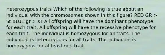 Heterozygous traits Which of the following is true about an individual with the chromosomes shown in this figure? RED GR > St BLUE gr > sT All offspring will have the dominant phenotype for each trait. All offspring will have the recessive phenotype for each trait. The individual is homozygous for all traits. The individual is heterozygous for all traits. The individual is homozygous for at least one trait.