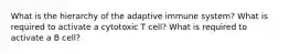 What is the hierarchy of the adaptive immune system? What is required to activate a cytotoxic T cell? What is required to activate a B cell?