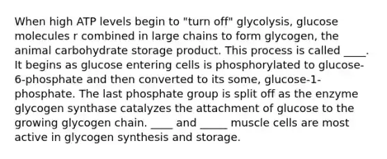 When high ATP levels begin to "turn off" glycolysis, glucose molecules r combined in large chains to form glycogen, the animal carbohydrate storage product. This process is called ____. It begins as glucose entering cells is phosphorylated to glucose-6-phosphate and then converted to its some, glucose-1-phosphate. The last phosphate group is split off as the enzyme glycogen synthase catalyzes the attachment of glucose to the growing glycogen chain. ____ and _____ muscle cells are most active in glycogen synthesis and storage.