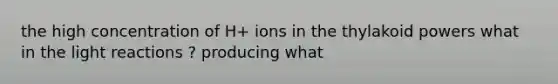 the high concentration of H+ ions in the thylakoid powers what in the light reactions ? producing what