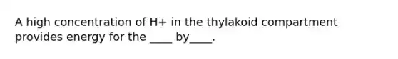 A high concentration of H+ in the thylakoid compartment provides energy for the ____ by____.