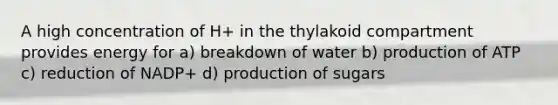 A high concentration of H+ in the thylakoid compartment provides energy for a) breakdown of water b) production of ATP c) reduction of NADP+ d) production of sugars