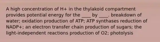 A high concentration of H+ in the thylakoid compartment provides potential energy for the ____ by ____.​ ​breakdown of water; oxidation ​production of ATP; ATP synthases ​reduction of NADP+; an electron transfer chain ​production of sugars; the light-independent reactions production of O2; photolysis​