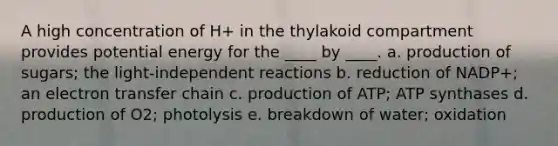 A high concentration of H+ in the thylakoid compartment provides potential energy for the ____ by ____.​ a. ​production of sugars; the light-independent reactions b. ​reduction of NADP+; an electron transfer chain c. ​production of ATP; ATP synthases d. production of O2; photolysis​ e. ​breakdown of water; oxidation