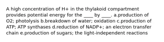 A high concentration of H+ in the thylakoid compartment provides potential energy for the ____ by ____. a.production of O2; photolysis b.breakdown of water; oxidation c.production of ATP; ATP synthases d.reduction of NADP+; an <a href='https://www.questionai.com/knowledge/kzP6QOcY63-electron-transfer' class='anchor-knowledge'>electron transfer</a> chain e.production of sugars; the light-independent reactions