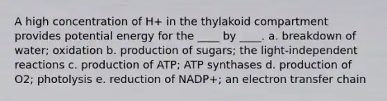 A high concentration of H+ in the thylakoid compartment provides potential energy for the ____ by ____.​ a. ​breakdown of water; oxidation b. ​production of sugars; the light-independent reactions c. ​production of ATP; ATP synthases d. production of O2; photolysis​ e. ​reduction of NADP+; an electron transfer chain