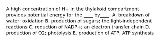 A high concentration of H+ in the thylakoid compartment provides potential energy for the ____ by____. A. breakdown of water; oxidation B. production of sugars; the light-independent reactions C. reduction of NADP+; an electron transfer chain D. production of O2; photolysis E. production of ATP; ATP synthesis