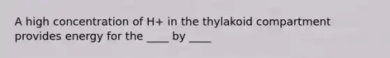 A high concentration of H+ in the thylakoid compartment provides energy for the ____ by ____