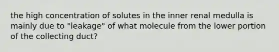 the high concentration of solutes in the inner renal medulla is mainly due to "leakage" of what molecule from the lower portion of the collecting duct?