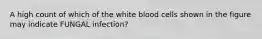 A high count of which of the white blood cells shown in the figure may indicate FUNGAL infection?