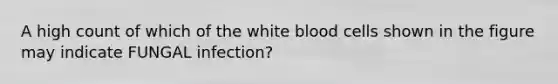 A high count of which of the white blood cells shown in the figure may indicate FUNGAL infection?