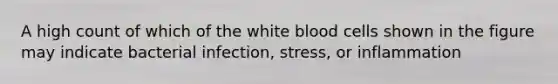 A high count of which of the white blood cells shown in the figure may indicate bacterial infection, stress, or inflammation