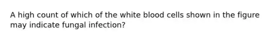 A high count of which of the white blood cells shown in the figure may indicate fungal infection?