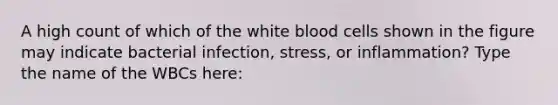 A high count of which of the white blood cells shown in the figure may indicate bacterial infection, stress, or inflammation? Type the name of the WBCs here: