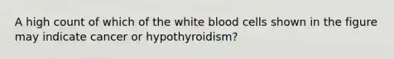 A high count of which of the white blood cells shown in the figure may indicate cancer or hypothyroidism?