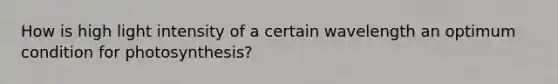 How is high light intensity of a certain wavelength an optimum condition for photosynthesis?