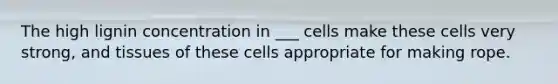 The high lignin concentration in ___ cells make these cells very strong, and tissues of these cells appropriate for making rope.