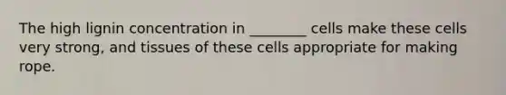 The high lignin concentration in ________ cells make these cells very strong, and tissues of these cells appropriate for making rope.