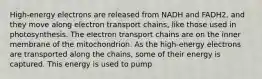 High-energy electrons are released from NADH and FADH2, and they move along electron transport chains, like those used in photosynthesis. The electron transport chains are on the inner membrane of the mitochondrion. As the high-energy electrons are transported along the chains, some of their energy is captured. This energy is used to pump