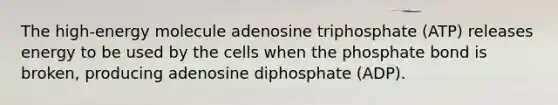 The high-energy molecule adenosine triphosphate (ATP) releases energy to be used by the cells when the phosphate bond is broken, producing adenosine diphosphate (ADP).