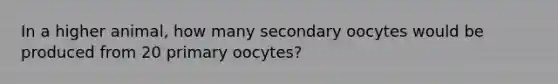 In a higher animal, how many secondary oocytes would be produced from 20 primary oocytes?