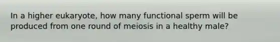 In a higher eukaryote, how many functional sperm will be produced from one round of meiosis in a healthy male?