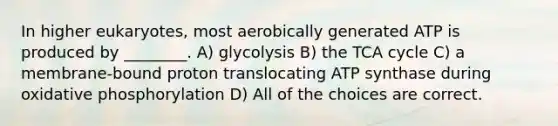 In higher eukaryotes, most aerobically generated ATP is produced by ________. A) glycolysis B) the TCA cycle C) a membrane-bound proton translocating ATP synthase during <a href='https://www.questionai.com/knowledge/kFazUb9IwO-oxidative-phosphorylation' class='anchor-knowledge'>oxidative phosphorylation</a> D) All of the choices are correct.