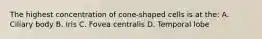 The highest concentration of cone-shaped cells is at the: A. Ciliary body B. Iris C. Fovea centralis D. Temporal lobe