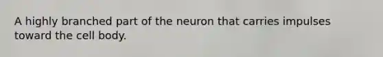 A highly branched part of the neuron that carries impulses toward the cell body.