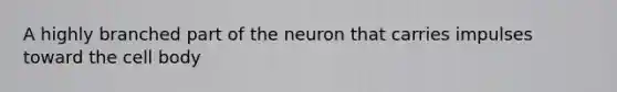 A highly branched part of the neuron that carries impulses toward the cell body