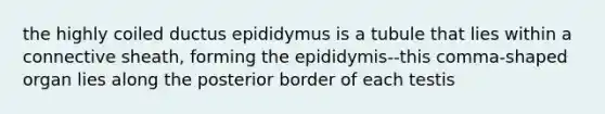 the highly coiled ductus epididymus is a tubule that lies within a connective sheath, forming the epididymis--this comma-shaped organ lies along the posterior border of each testis