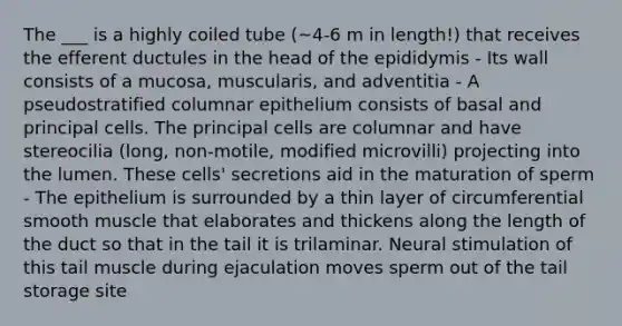 The ___ is a highly coiled tube (~4-6 m in length!) that receives the efferent ductules in the head of the epididymis - Its wall consists of a mucosa, muscularis, and adventitia - A pseudostratified columnar epithelium consists of basal and principal cells. The principal cells are columnar and have stereocilia (long, non-motile, modified microvilli) projecting into the lumen. These cells' secretions aid in the maturation of sperm - The epithelium is surrounded by a thin layer of circumferential smooth muscle that elaborates and thickens along the length of the duct so that in the tail it is trilaminar. Neural stimulation of this tail muscle during ejaculation moves sperm out of the tail storage site