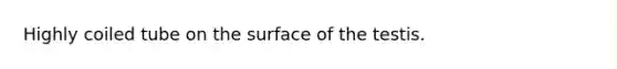 Highly coiled tube on the surface of the testis.
