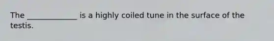 The _____________ is a highly coiled tune in the surface of the testis.