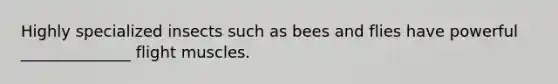 Highly specialized insects such as bees and flies have powerful ______________ flight muscles.