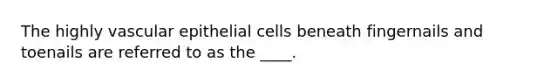 The highly vascular epithelial cells beneath fingernails and toenails are referred to as the ____.