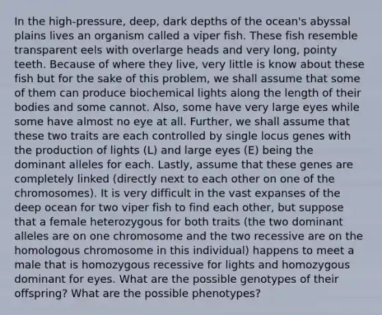 In the high-pressure, deep, dark depths of the ocean's abyssal plains lives an organism called a viper fish. These fish resemble transparent eels with overlarge heads and very long, pointy teeth. Because of where they live, very little is know about these fish but for the sake of this problem, we shall assume that some of them can produce biochemical lights along the length of their bodies and some cannot. Also, some have very large eyes while some have almost no eye at all. Further, we shall assume that these two traits are each controlled by single locus genes with the production of lights (L) and large eyes (E) being the dominant alleles for each. Lastly, assume that these genes are completely linked (directly next to each other on one of the chromosomes). It is very difficult in the vast expanses of the deep ocean for two viper fish to find each other, but suppose that a female heterozygous for both traits (the two dominant alleles are on one chromosome and the two recessive are on the homologous chromosome in this individual) happens to meet a male that is homozygous recessive for lights and homozygous dominant for eyes. What are the possible genotypes of their offspring? What are the possible phenotypes?